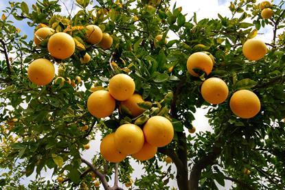 Grapefruit