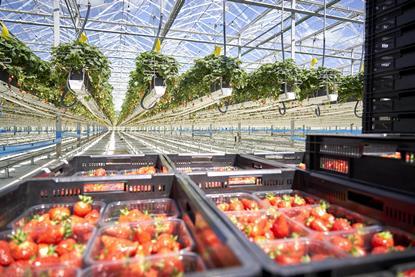 Dyson Farming strawberry glasshouse
