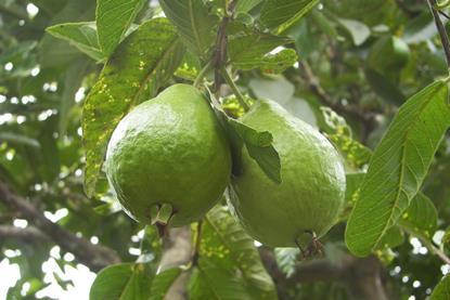 Ecuador Guave Firma Exofrut