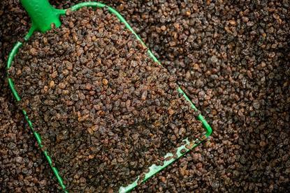 South African raisins scoop