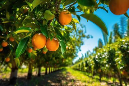 Oranges on tree