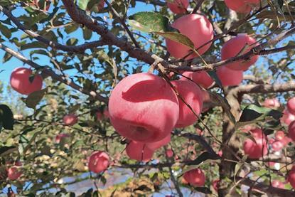 Weather damaged Apples in a Shandong Orchard, China