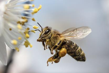 Honey bee pollinating flower