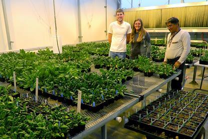 spinach-trial-in-greenhouse