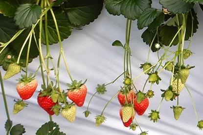 Sakata Seeds strawberries