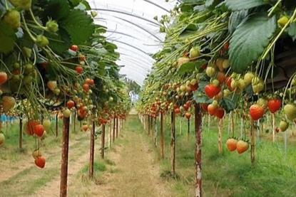 Estavana strawberry Elsoms