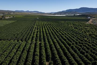 Citrus groves Western Cape South Africa Adobe Stock