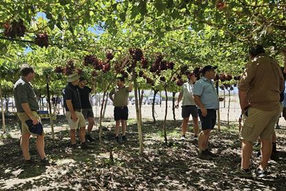 Grapa field days Namibia Arra red varieties 2024