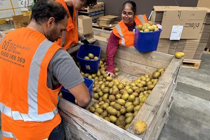 Hilti Volunteers sorting rescued kiwifruit