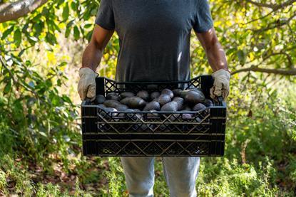 Chile avocados AdobeStock_496715729