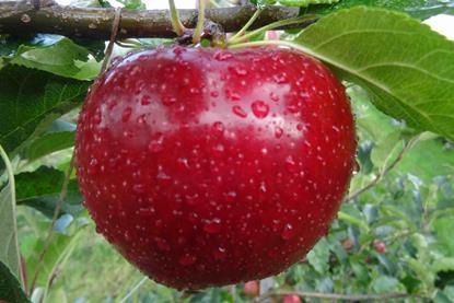 Bio Valvenosta apple variety Natyra-vip