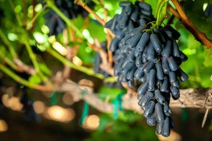 Bloom Fresh Sweet Sapphire