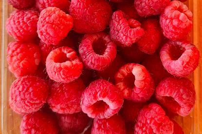 himbeeren bulgarien - ralf petrov