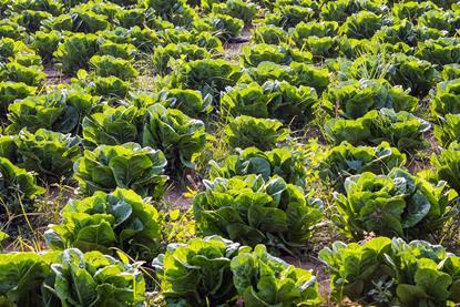 Saudi-grown cabbage