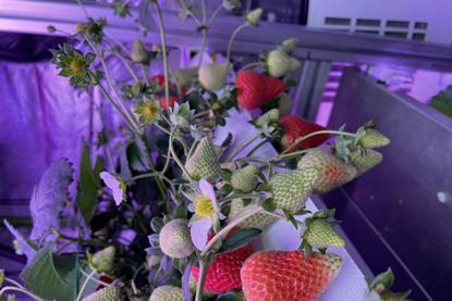 Vertically farmed strawberries