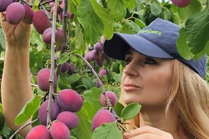 Chambers has reported an excellent plum season
