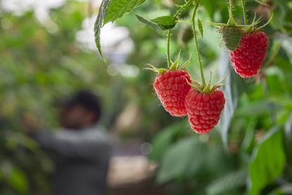 Picture Cuna de Platero