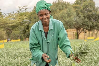 Bloom Growers Kenya harvesting IPD