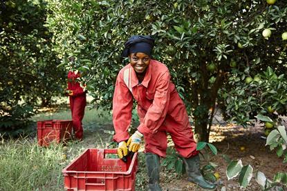 Kwafre Farms in Ghana