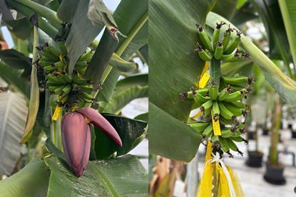 Chiquita Yelloway Cavendish bananas