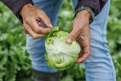 Rijk Zwaan lettuce
