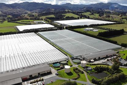 SPL glasshouses