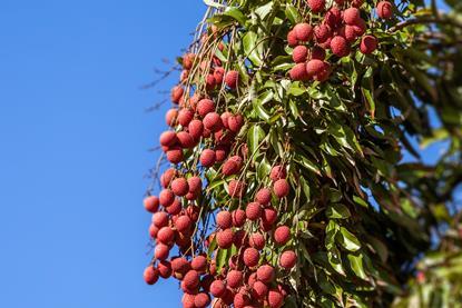 Madagascar lychees