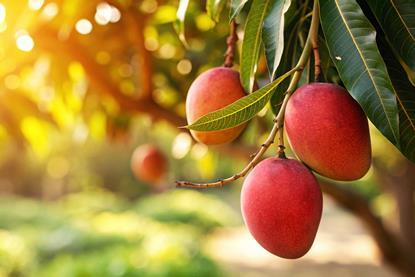 Mango on tree Adobe Stock