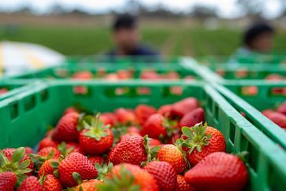 Australian strawberries berries Hort Innovation