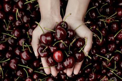 Jerte cherries