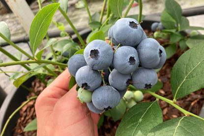 BerryWorld Orb