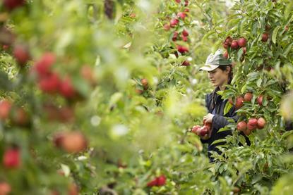 BAPL is monitoring retailers' British topfruit purchases