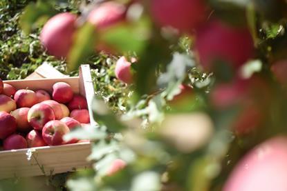 Australian apples