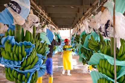 Ecuador is the world’s leading banana exporter and saw volumes rise in January-October 2023