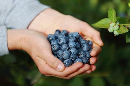 Family Tree Farms blueberries
