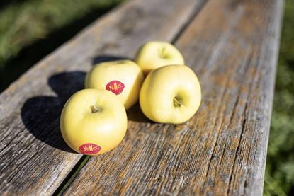 Yello apples MUST CREDIT Armin Huber