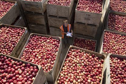 FSP_Loddington_Apple_Harvest_029-scaled