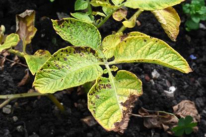 Alternaria trial untreated in late June 2023