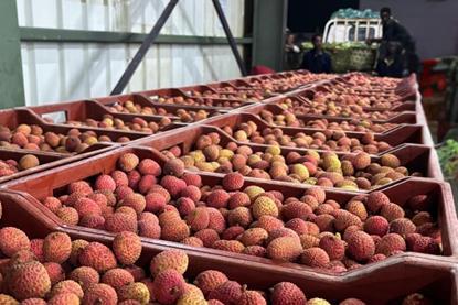 Madagascan lychees