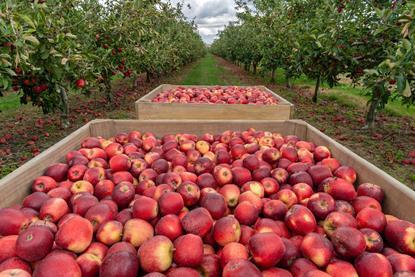 AdobeStock New Zealand apple orchard generic production _763980366