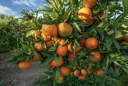 Spanish oranges on tree Sagunto Valencia Adobe Stock