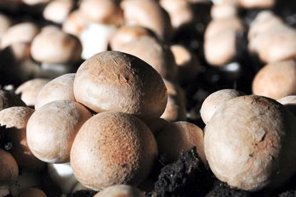 Braune Champignons