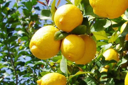 Lemon crop