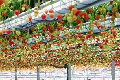 The Summer Berry Company began growing strawberries all year round in 2024