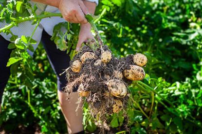 Cropin potato farm