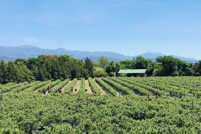 Argentine blueberry farm