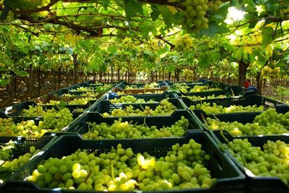 Chilean grapes