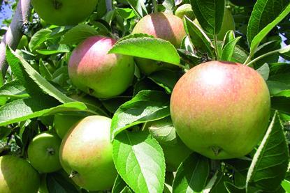 Braeburn2_Neuseeland_2005