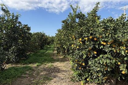 Fondaco Nuovo farm citrus Unifrutti Sicily Italy