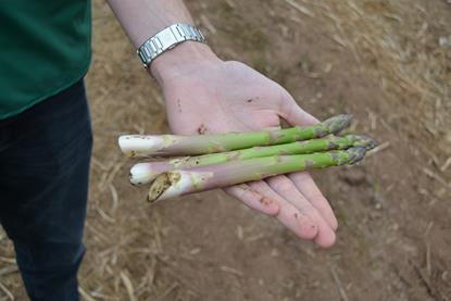 The British asparagus harvest is underway